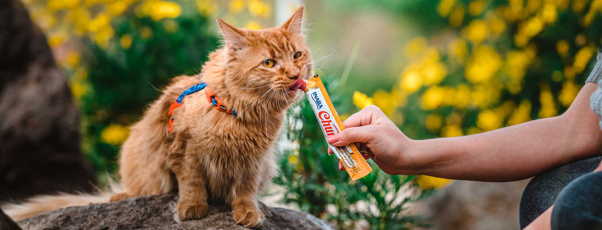 blog de cuidado y alimentación de mascotas