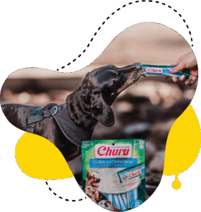 Perro disfrutando un snack Churu de INABA, símbolo de conexión y cuidado entre mascota y humano.
