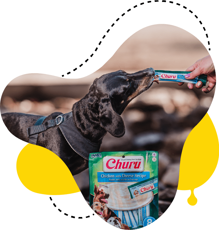 Perro disfrutando un snack Churu de INABA, símbolo de conexión y cuidado entre mascota y humano.