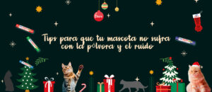 pólvora y los ruidos fuertes en mascotas