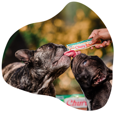 blog-fiestas-patrias-perro-churu